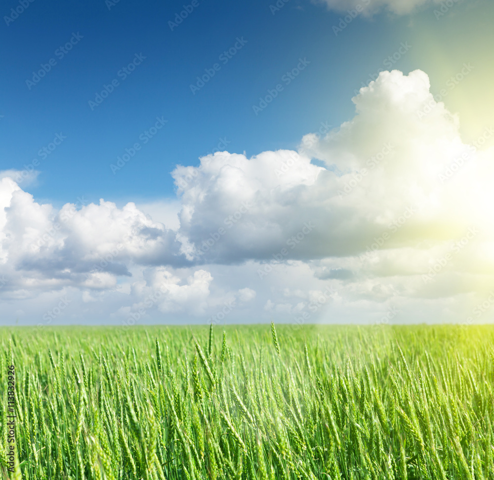 Green wheat field blue sky