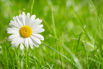 Papier peint photo Marguerites Camomille sauvage sur herbe verdoyante  © Evgeny Karandaev