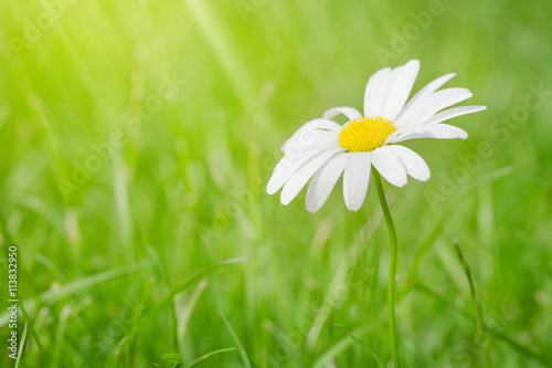 Fototapeta Naklejka Na Ścianę i Meble -  Chamomile flower on grass field