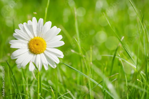 Fototapeta Naklejka Na Ścianę i Meble -  Chamomile flower on grass field