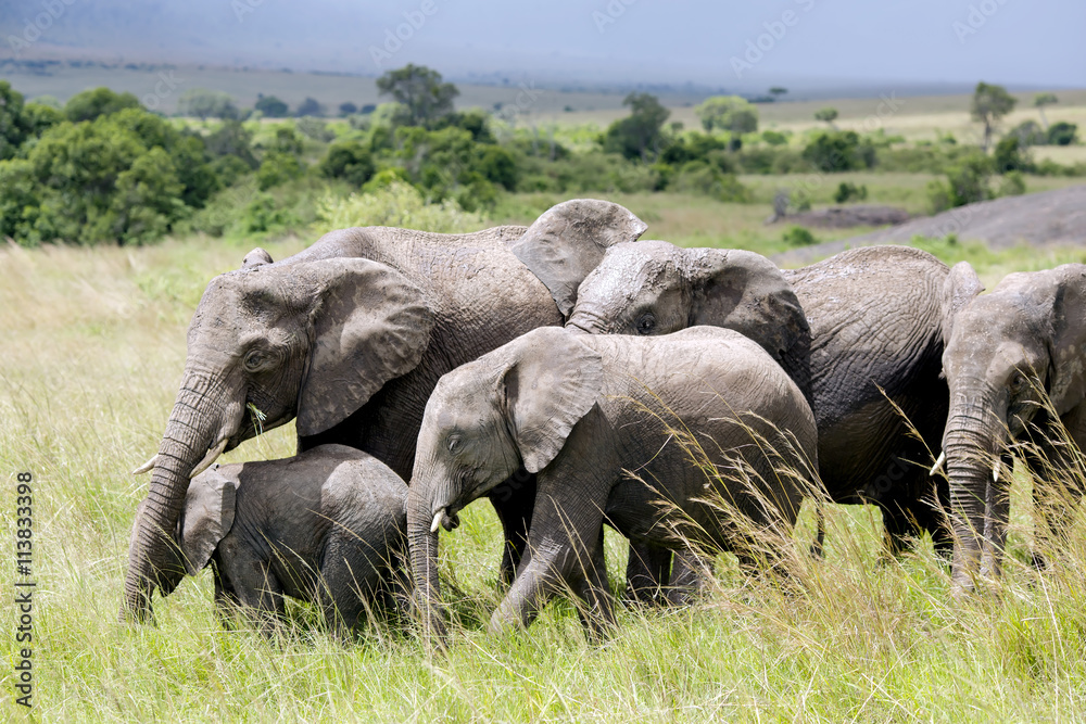 Big family of African bush elephant (Loxodonta africana) grazing in the savannah in Tarangire National Park, Tanzania.