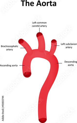 The Aorta Labeled Diagram