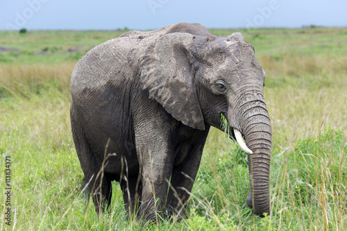 Young African bush elephant  Loxodonta africana  grazing in the meadows of the savanna in Tarangire National Park  Tanzania.