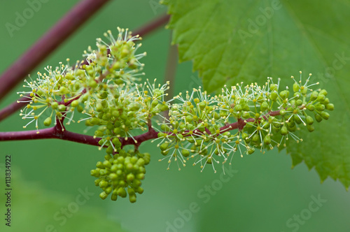 Grapes, flowering vine, green flowers of grape, the initial development of the grapes.
