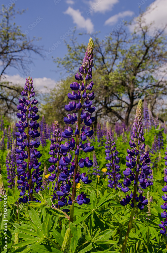 Obraz premium Field of big violet lupines longing for blue sky