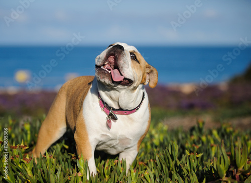 English Bulldog standing in patch of ice plant with ocean, sky and clouds in the background