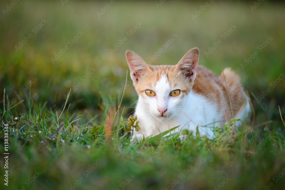 Close up of Thai cat lying on the grass,look at camera,selective focus of eye cat