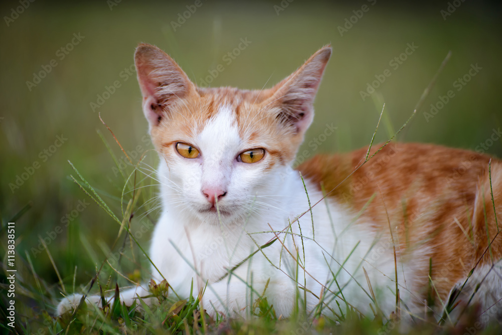 Close up of Thai cat lying on the grass,look at camera,selective focus of eye cat Close up of Thai cat lying on the grass,look at camera,selective focus of eye cat