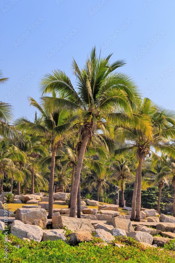 Obraz premium Palm trees. Tropical Seaside.