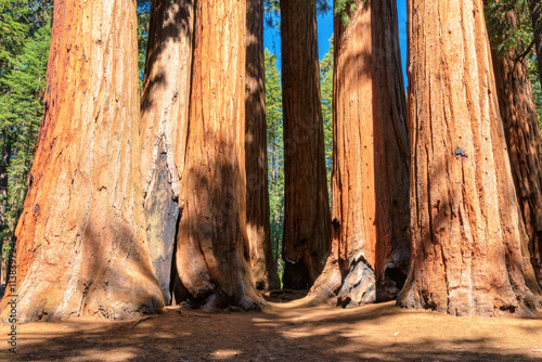 Sequoia National Park, Califotnia photo