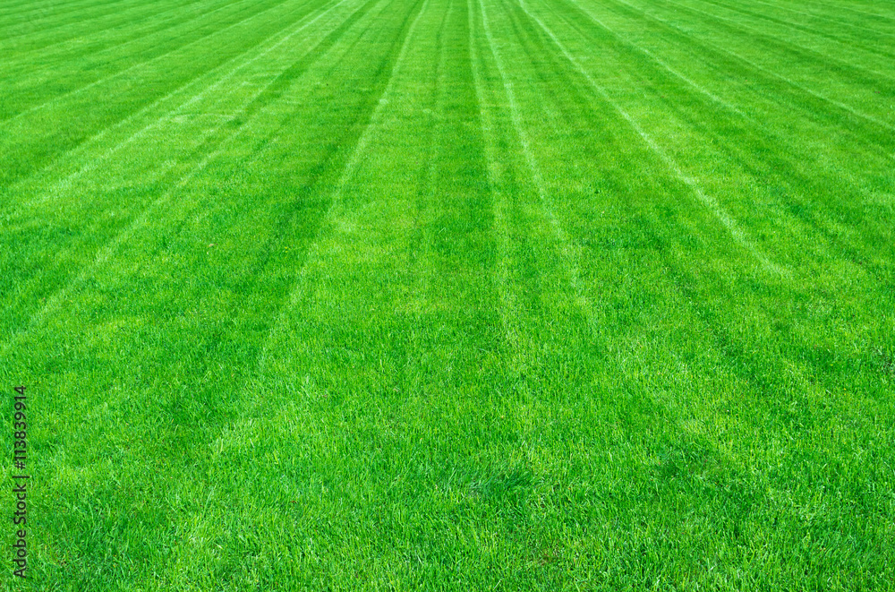 Field of green grass in the summer, background Field of green grass in the summer, background
