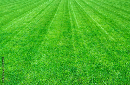 Field of green grass in the summer, background © juliarumyantseva