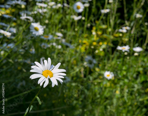 White Daisy With Blurred Daisies Meadow Background