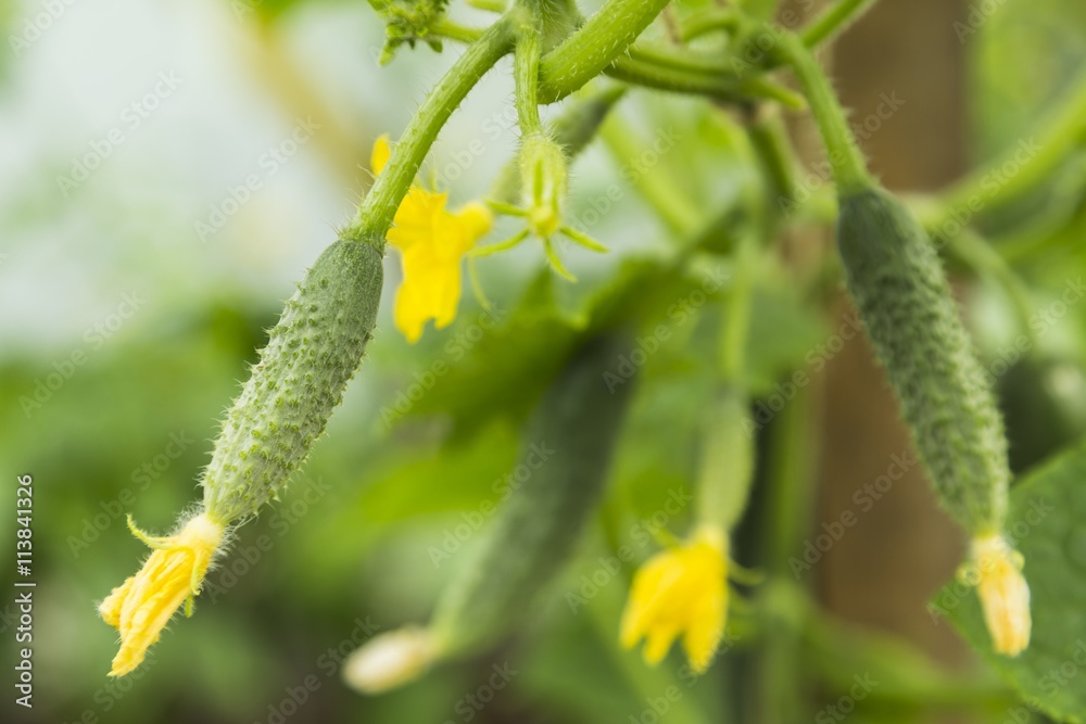 Cucumbers ripening on hanging stalk