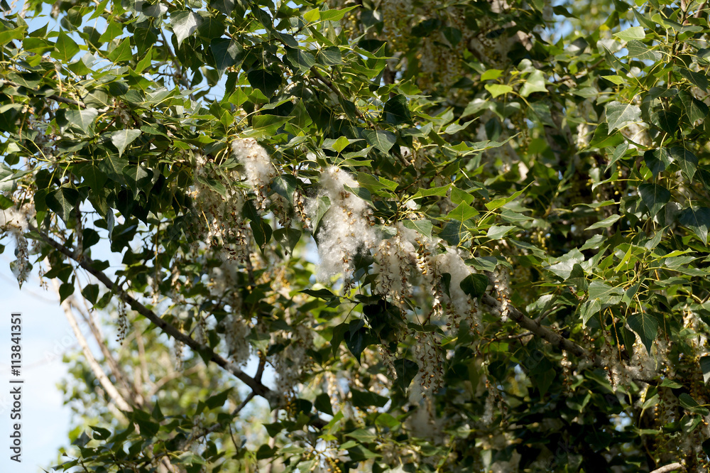 Poplar down on a tree branch
