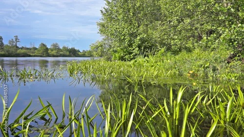 Forest lake in summer, natural background