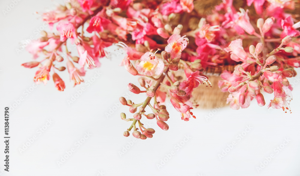There  Pink  Branches of Chestnut Tree are on White Table,Selective Focus,Background
