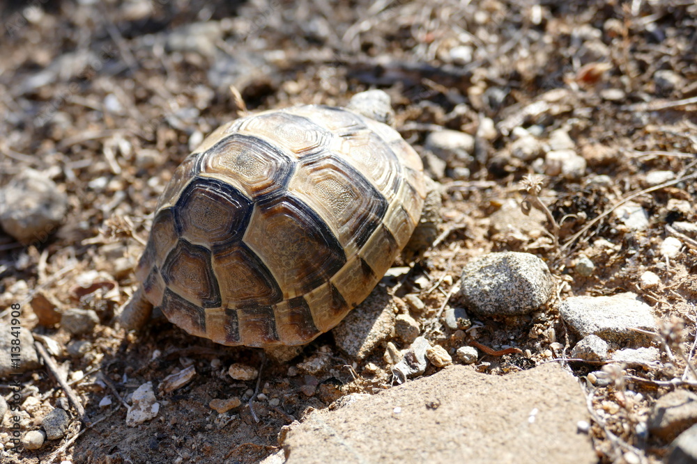 Obraz premium Junge Griechische Landschildkröte im natürlichen Umfeld