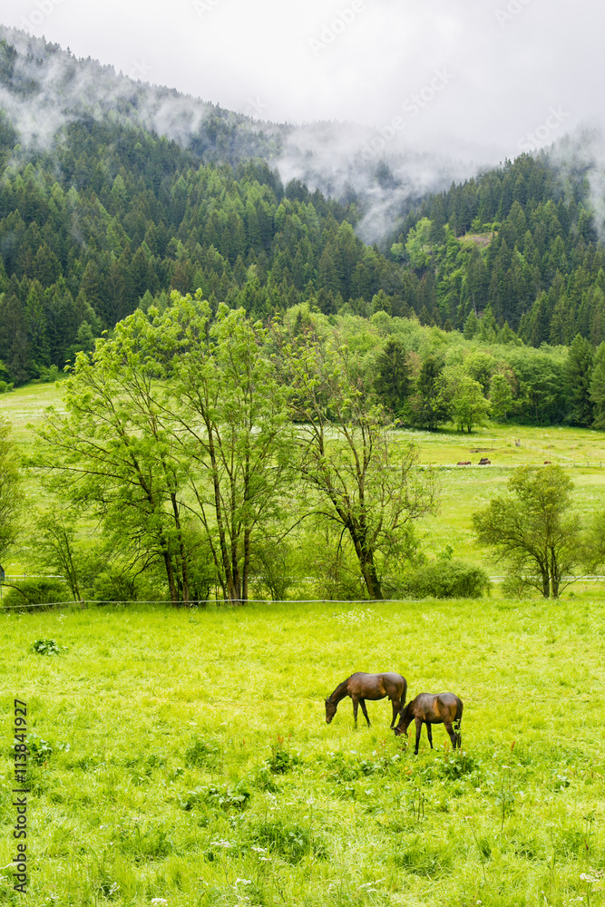White and brown horse  in mountain scene