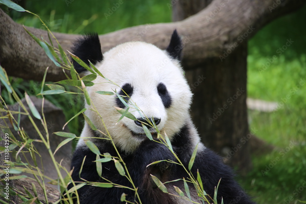 Obraz premium Großer Panda frisst Bambus
