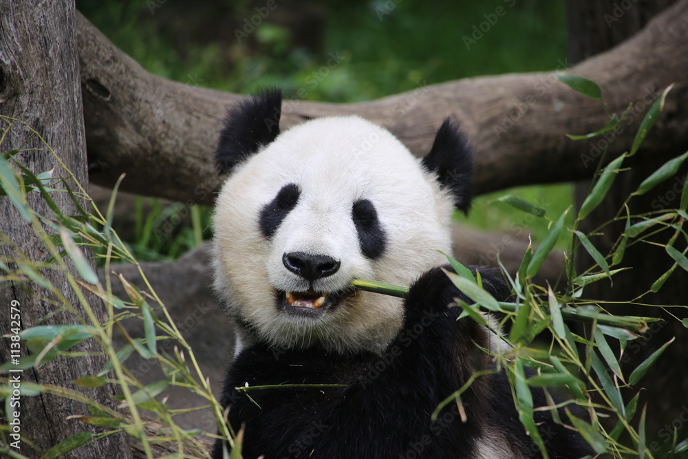Fototapeta premium Großer Panda frisst Bambus