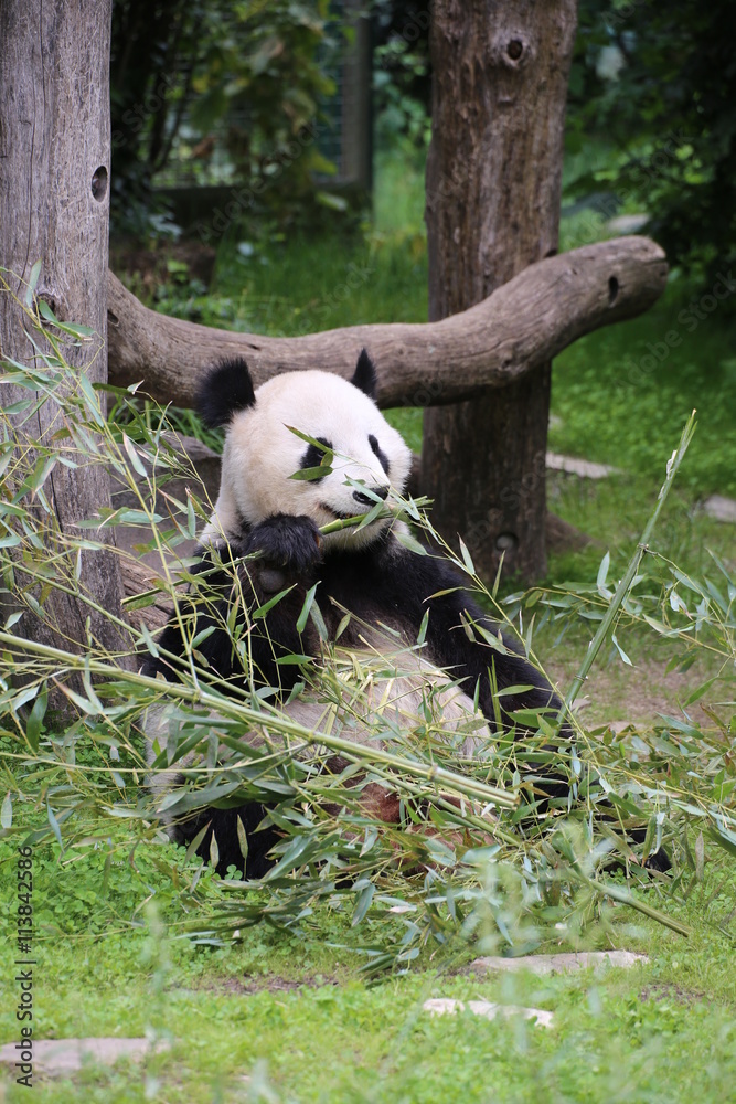 Fototapeta premium Großer Panda frisst Bambus