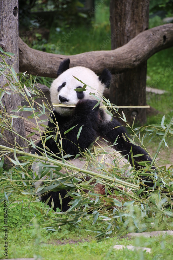 Obraz premium Großer Panda frisst Bambus