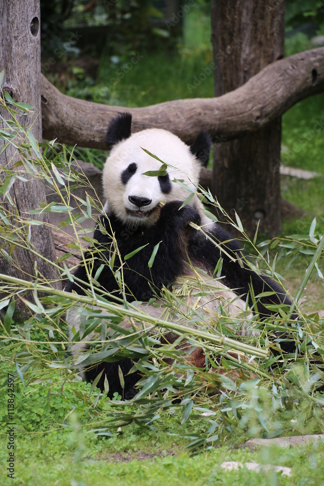 Obraz premium Großer Panda frisst Bambus