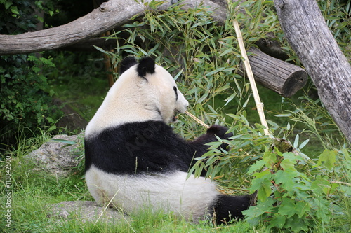 Fototapeta Naklejka Na Ścianę i Meble -  Großer Panda frisst Bambus