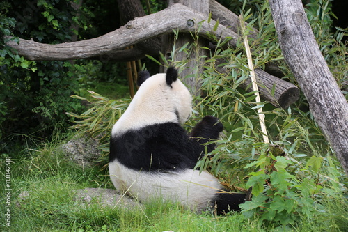 Fototapeta Naklejka Na Ścianę i Meble -  Großer Panda frisst Bambus