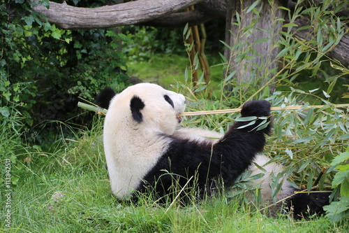 Fototapeta Naklejka Na Ścianę i Meble -  Großer Panda frisst Bambus