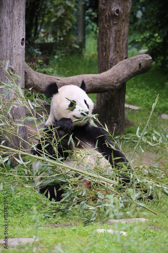 Fototapeta Naklejka Na Ścianę i Meble -  Großer Panda frisst Bambus