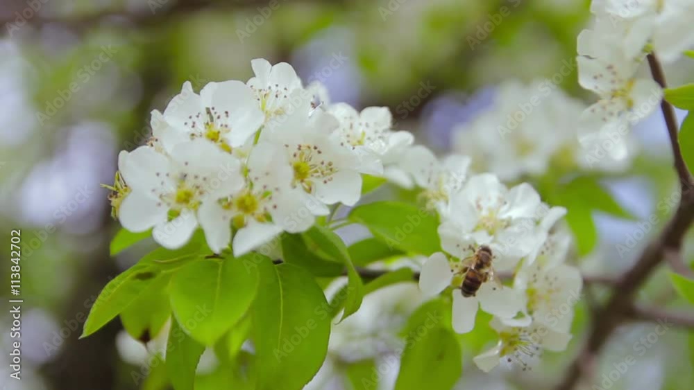 flowering pear fruit tree in the garden, a bee on a flower close-up flowering pear fruit tree in the garden, a bee on a flower close-up