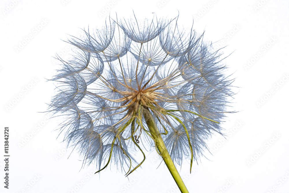 dandelion isolated on a white background