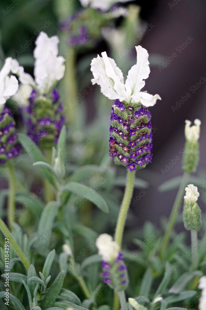 Obraz premium Lavandula stoechas