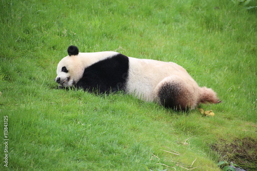 Fototapeta Naklejka Na Ścianę i Meble -  Großer Panda in Nahaufnahme
