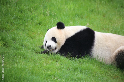 Fototapeta Naklejka Na Ścianę i Meble -  Großer Panda in Nahaufnahme