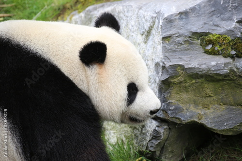 Fototapeta Naklejka Na Ścianę i Meble -  Großer Panda in Nahaufnahme