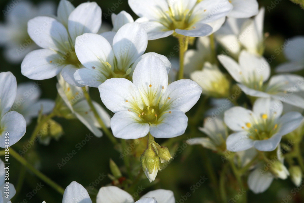 Blüten des Steinbrech (Saxifaga spec.) Blüten des Steinbrech (Saxifaga spec.)