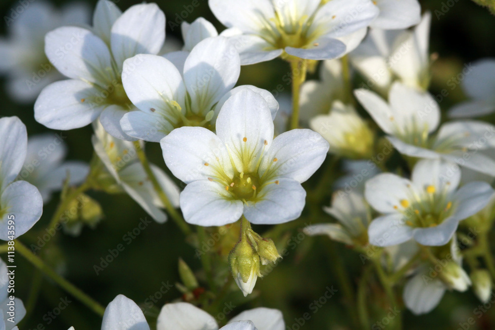 Blüten des Steinbrech (Saxifaga spec.)