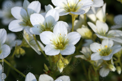 Blüten des Steinbrech (Saxifaga spec.)