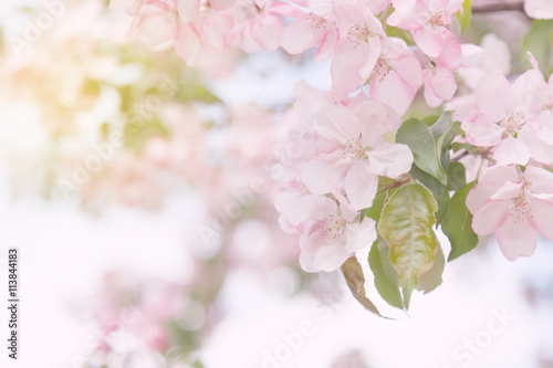 beautiful tender spring blooming apple tree. toned image