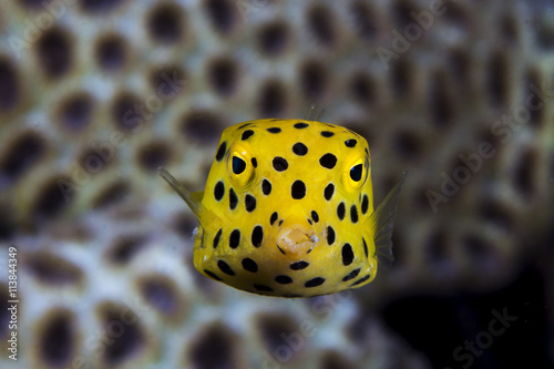 Curious juvenile boxfish
