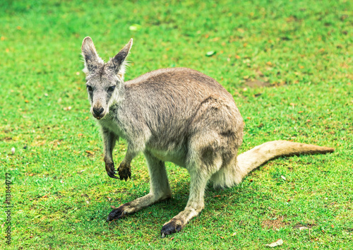Kangaroo on grass closeup