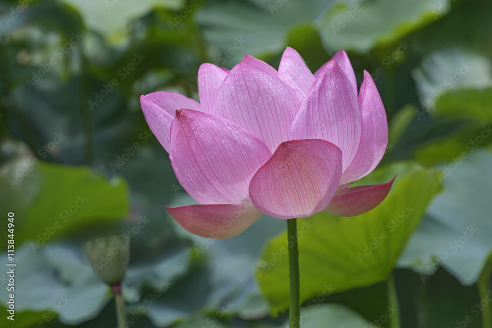 Sacred lotus (Nelumbo nucifera). Called Indian Lotus, Bean of India and Lotus also. Sacred lotus (Nelumbo nucifera). Called Indian Lotus, Bean of India and Lotus also.