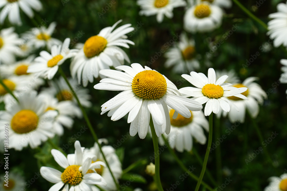 Fototapeta premium chamomile