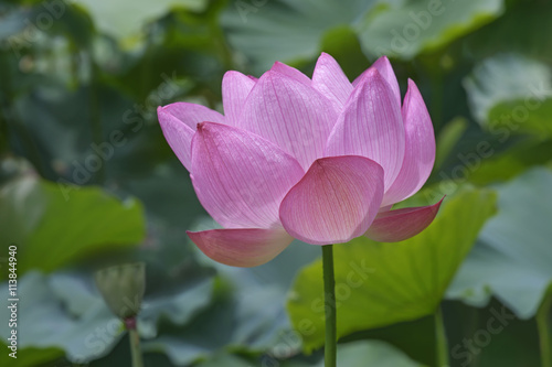 Sacred lotus  Nelumbo nucifera . Called Indian Lotus  Bean of India and Lotus also.