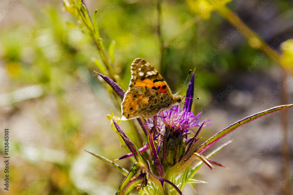 Insects feeding on the nectar of flowers inside Insects feeding on the nectar of flowers inside