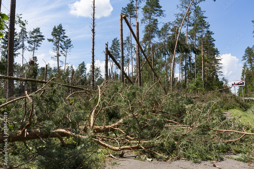 Obraz premium Broken trees blocking the road after the hurricane winds