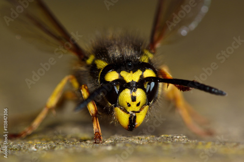 German wasp (Vespula germanica) face and head. Identifying facial markings of social wasp in the family Vespidae